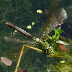 Anax imperator